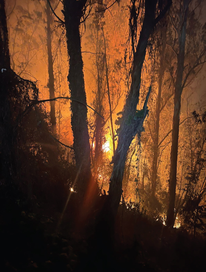 incendio en bosque de Guapulo barrio de-la Ciudad de Quito en Ecuador